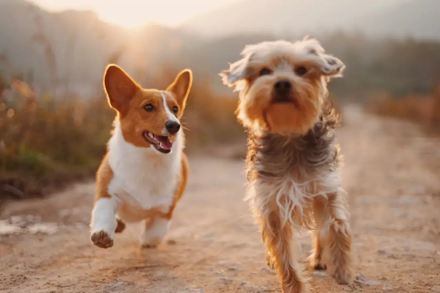Two small dogs running