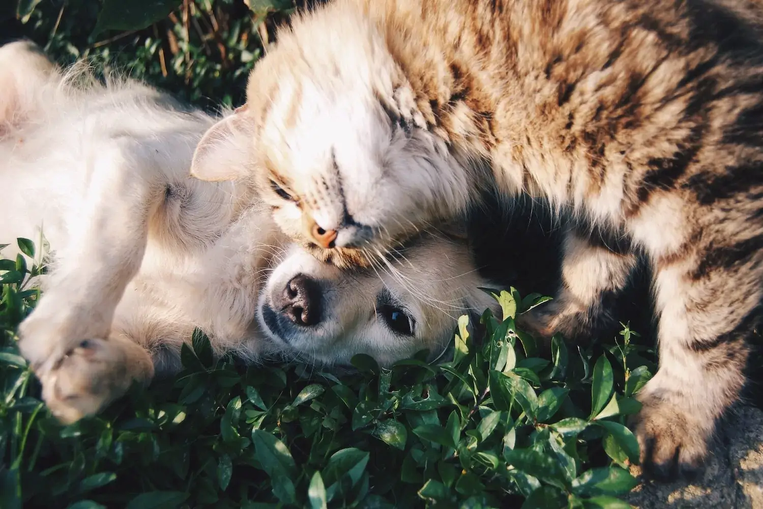 A dog and cat snuggling