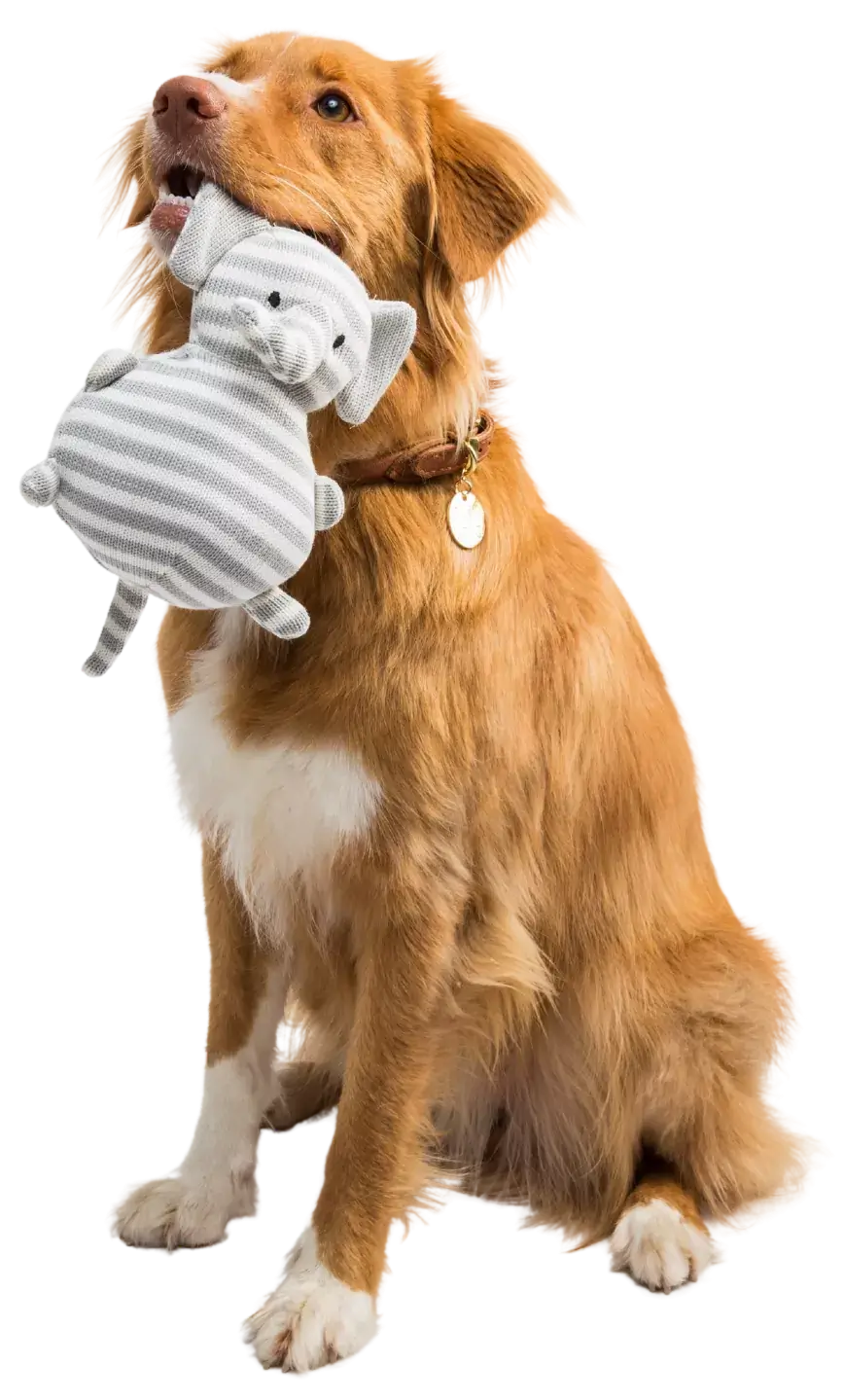 Dog holding a stuffed animal in his mouth
